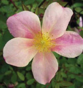 MUTABILIS (Historic) (China)